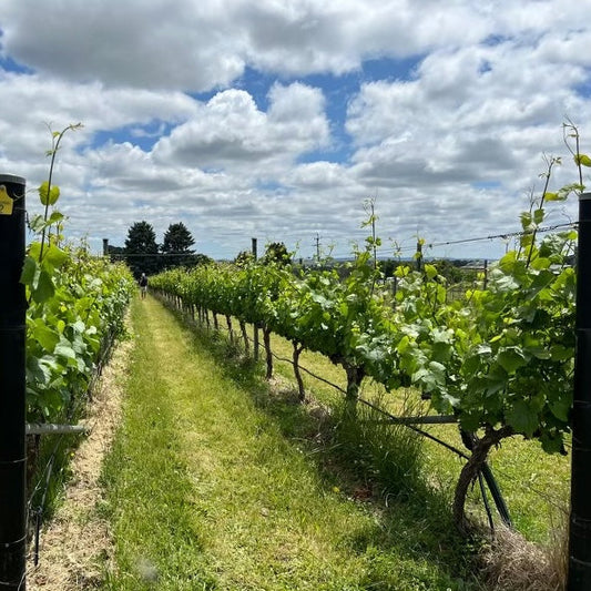 Wishing You a Joyful Festive Season – A Message from Dindima Wines