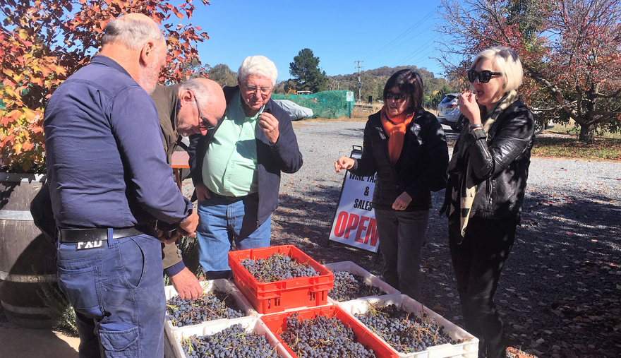 Wine Lovers Sampling Fresh Muscatels - Dindima Wines